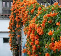 Trumpet Vine